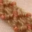 Beige / Rosa